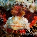 scorpionfish_papuan_shag_h_0705_png0911.jpg